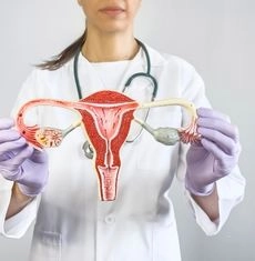 Kadın sağlığı ve kadın hastalıkları değerlendirmesinde kullanılan rahim, yumurtalık ve fallop tüpleri anatomik modeli.